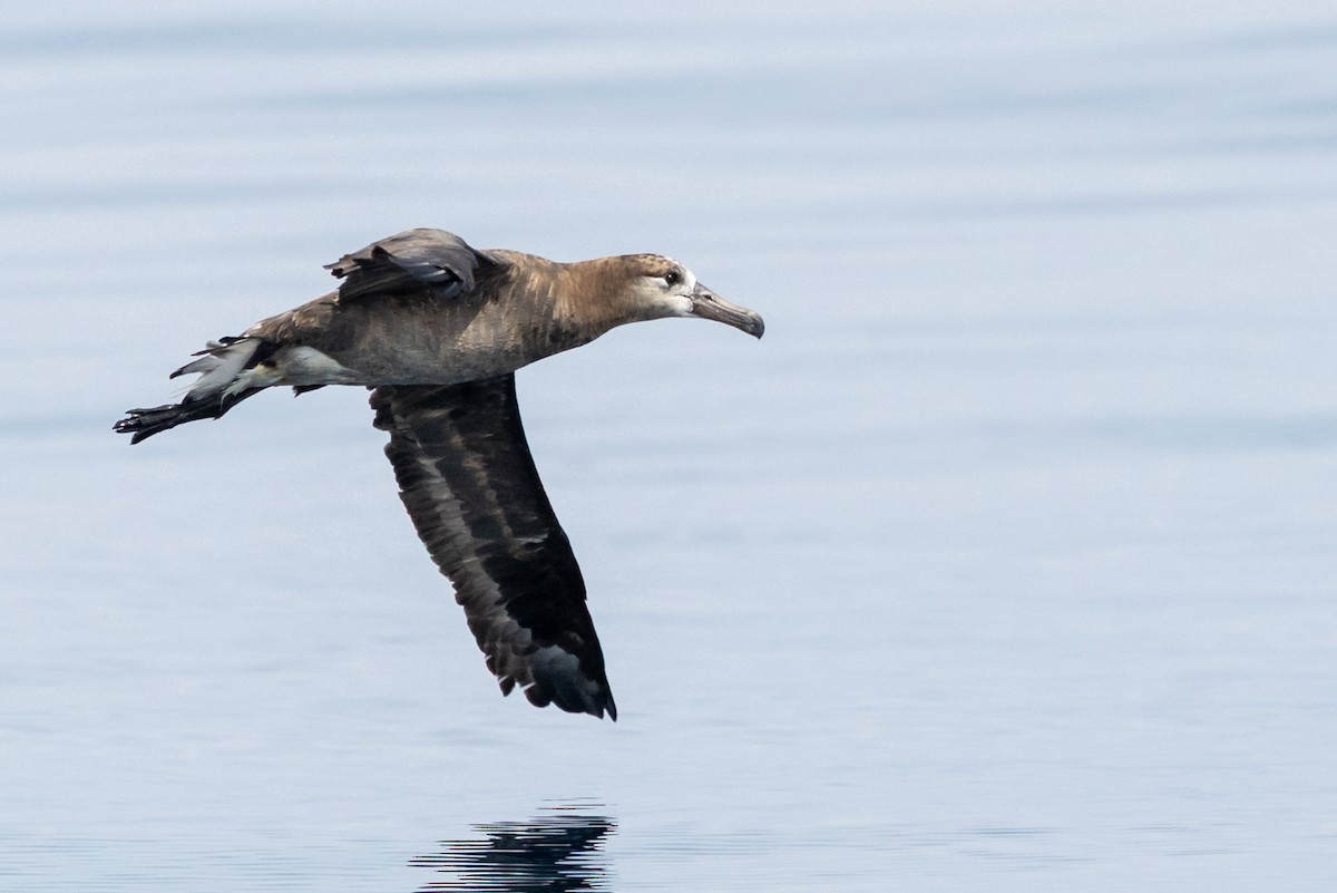 Black-footed Albatross - ML642139535