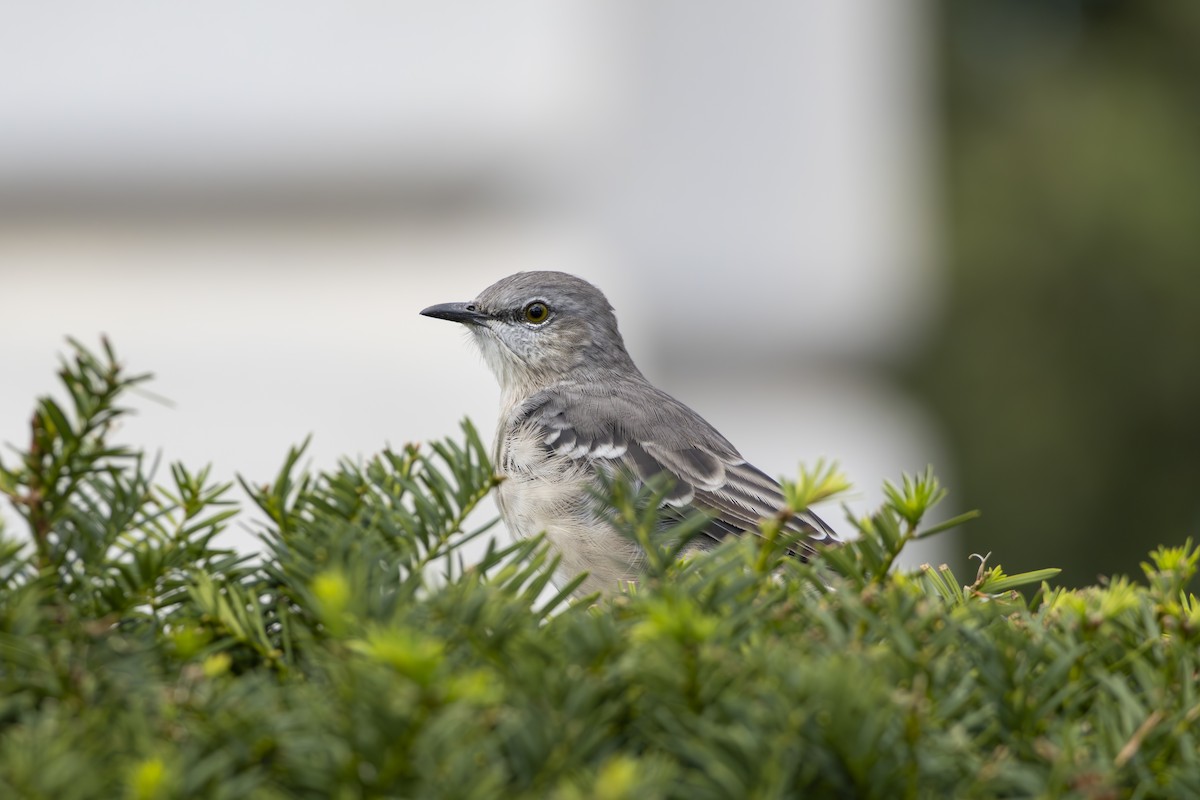 Northern Mockingbird - ML642139536