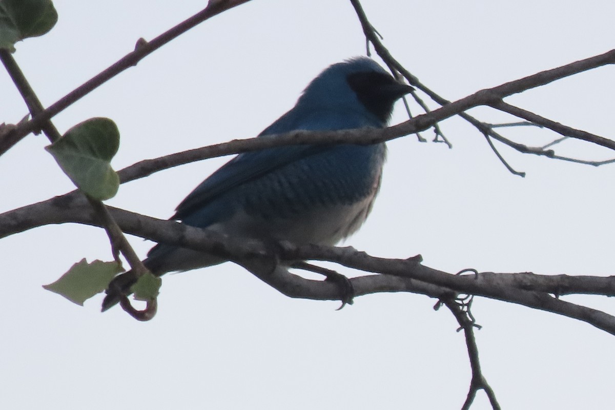 Swallow Tanager - ML642139537