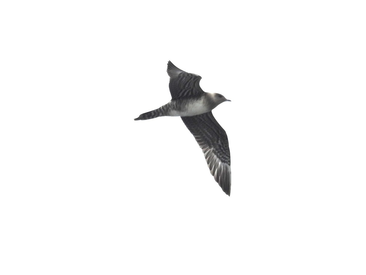 Long-tailed Jaeger - ML642139545