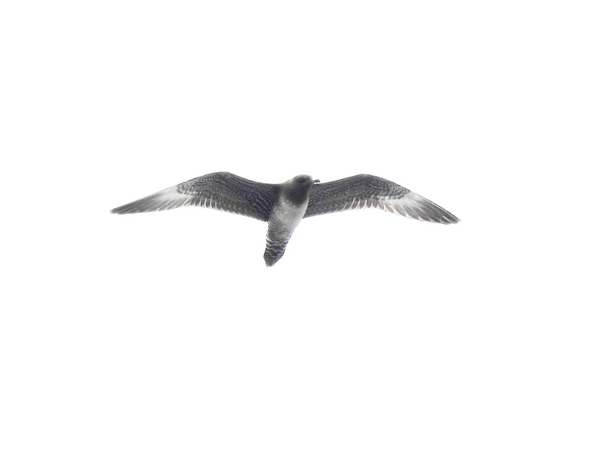 Long-tailed Jaeger - ML642139546
