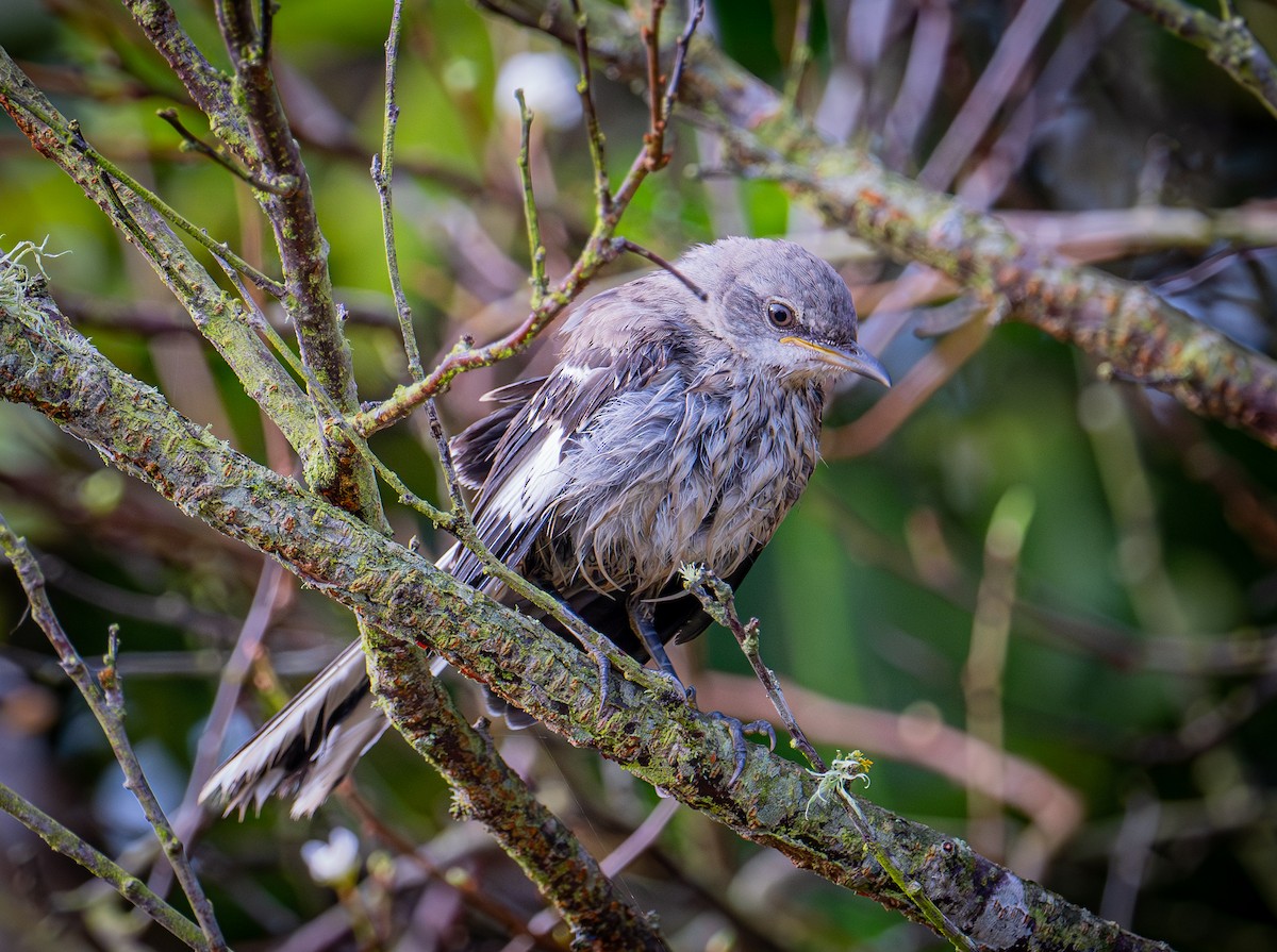 Northern Mockingbird - ML642139552