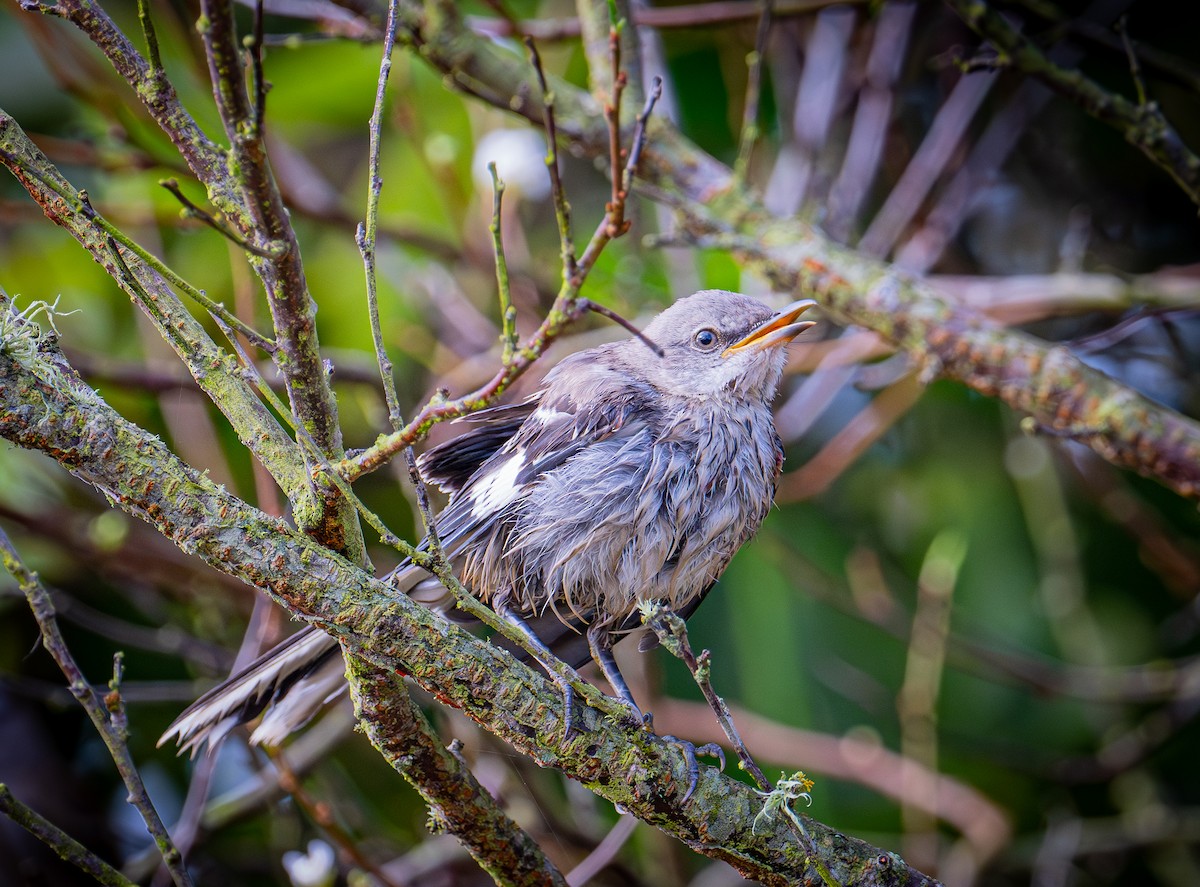 Northern Mockingbird - ML642139554