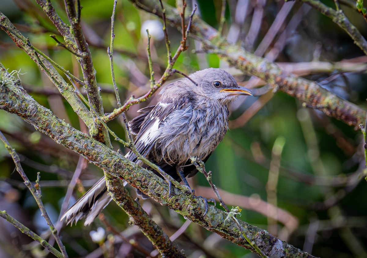 Northern Mockingbird - ML642139555