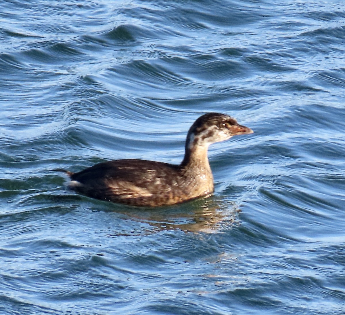 Pied-billed Grebe - ML642139556