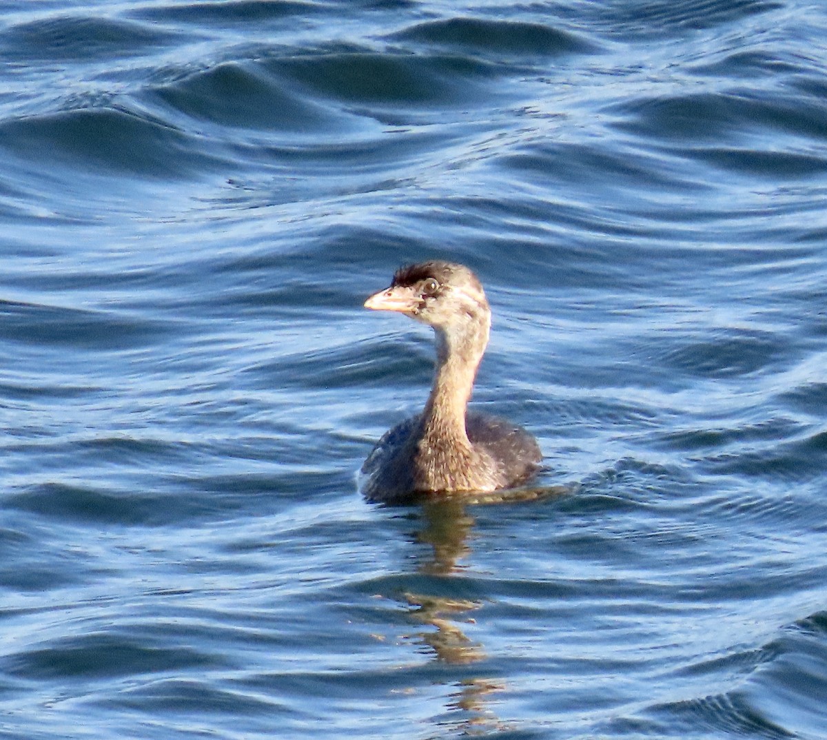 Pied-billed Grebe - ML642139557