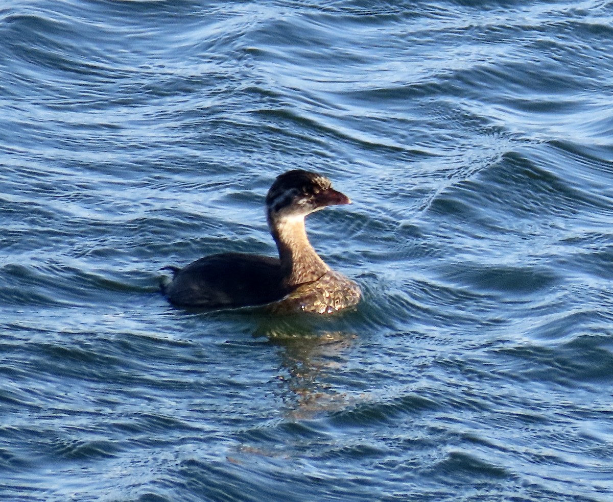 Pied-billed Grebe - ML642139558