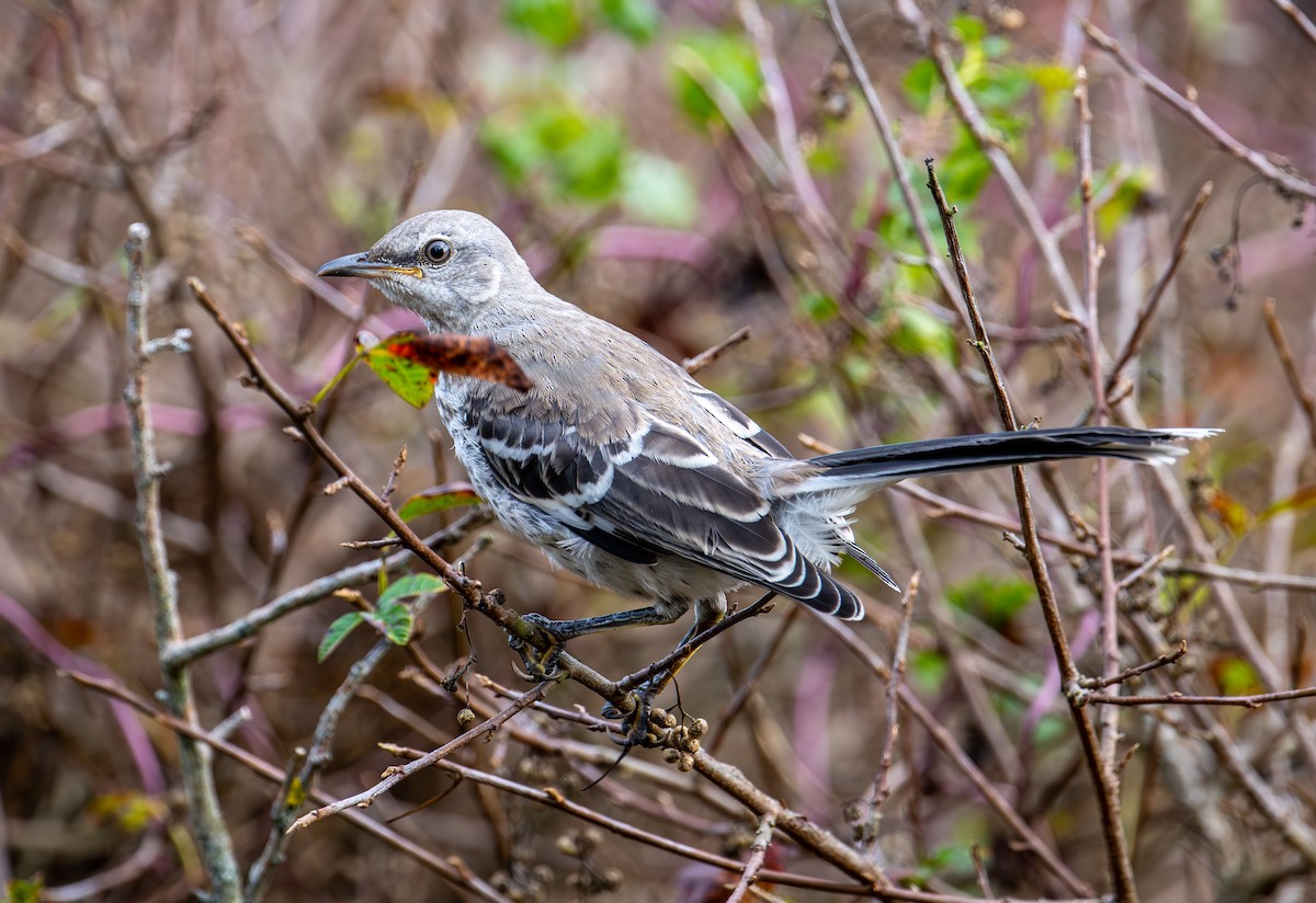Northern Mockingbird - ML642139566