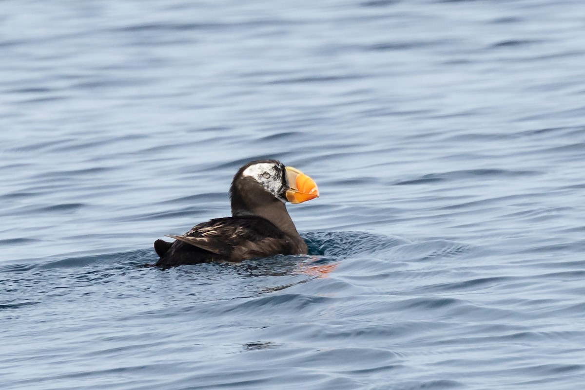 Tufted Puffin - ML642139568