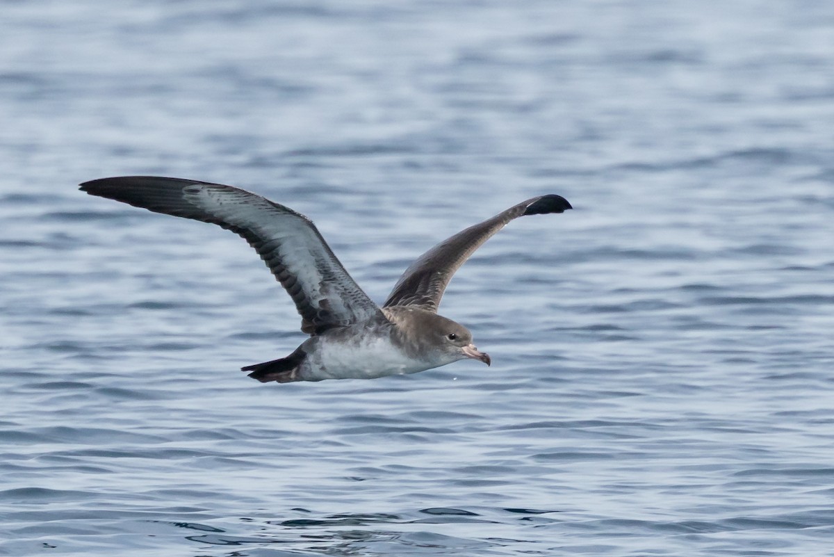 Pink-footed Shearwater - ML642139582