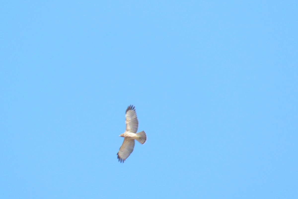 Broad-winged Hawk - ML642139586