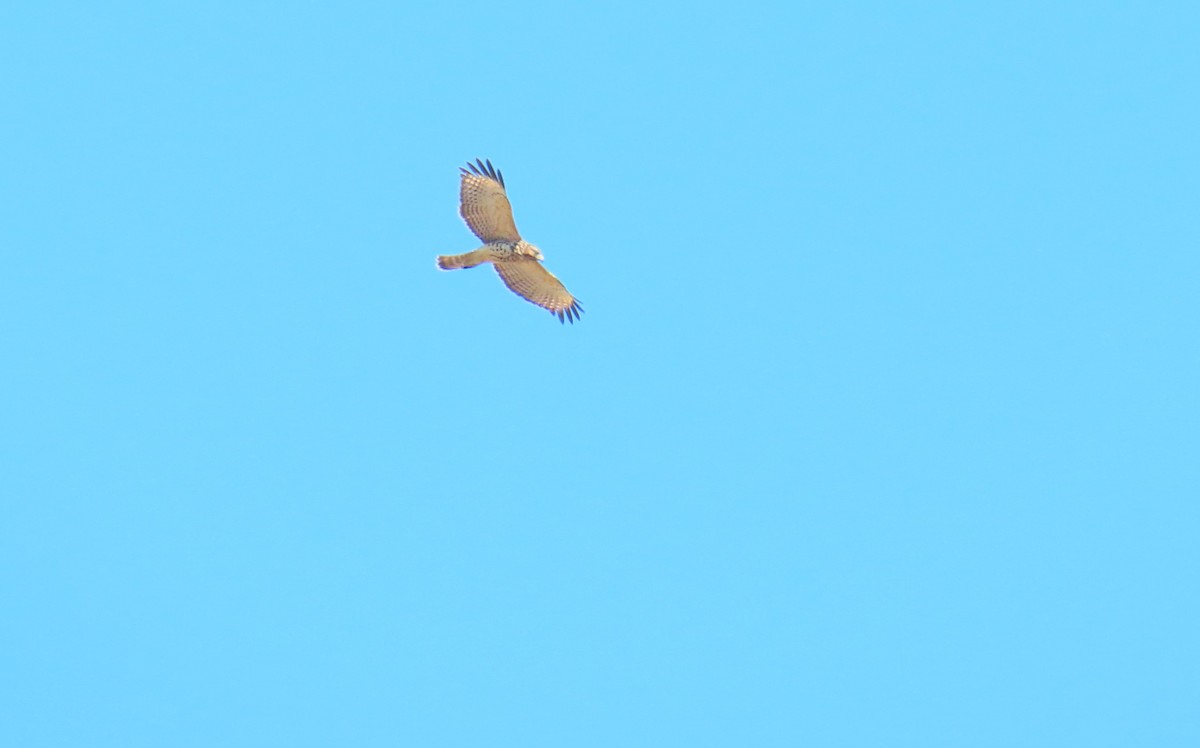 Broad-winged Hawk - ML642139587