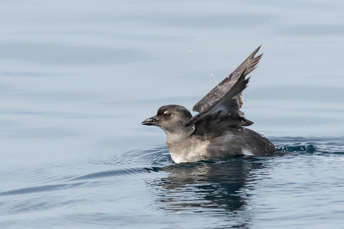 Cassin's Auklet - ML642139597