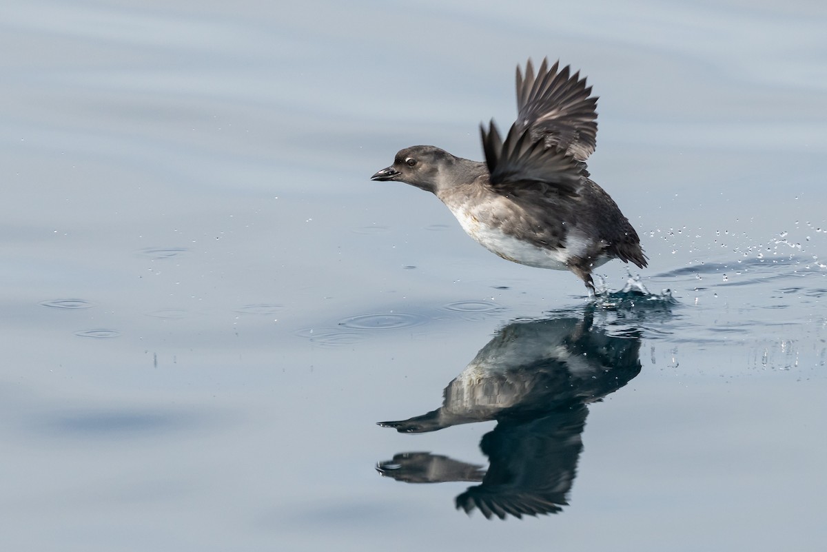 Cassin's Auklet - ML642139598