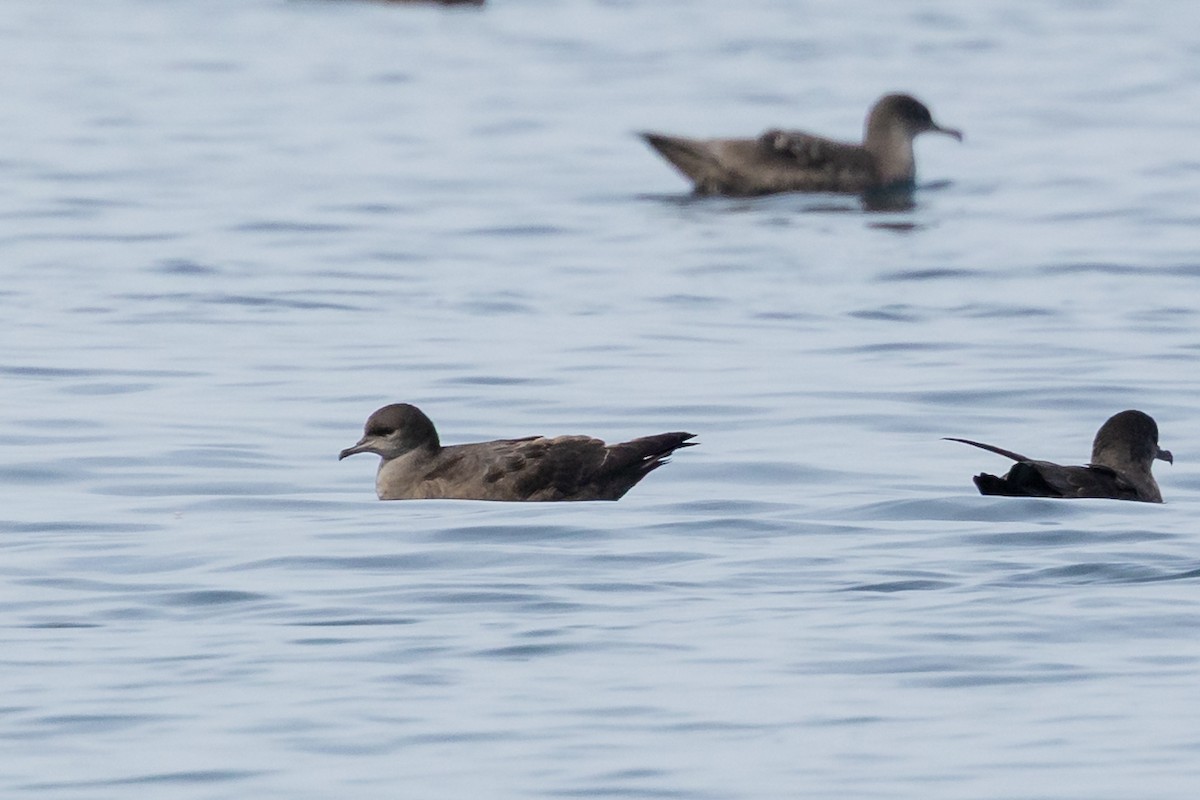 Short-tailed Shearwater - ML642139606