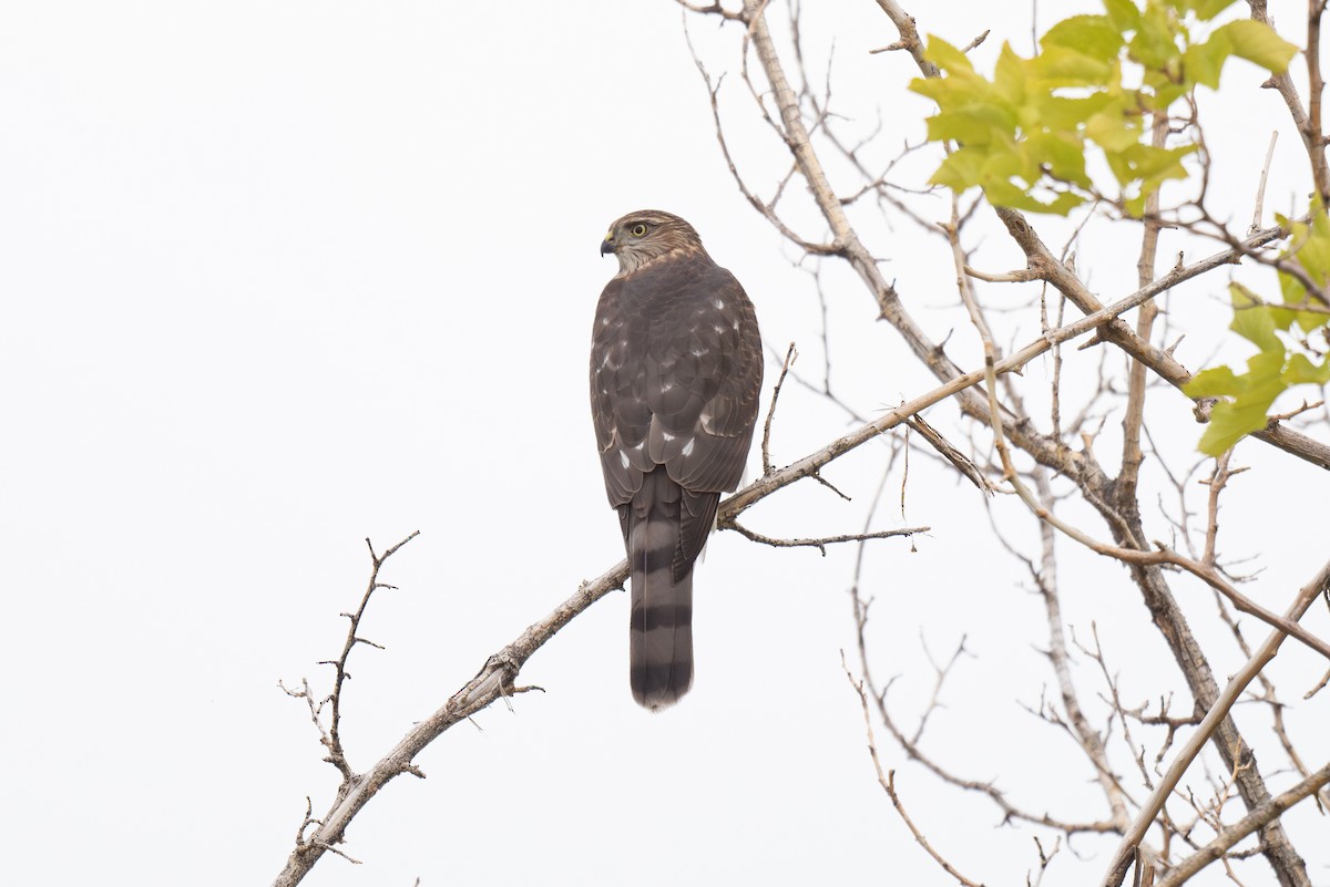 Sharp-shinned Hawk - ML642139629