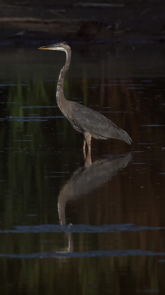 Great Blue Heron - ML642139633