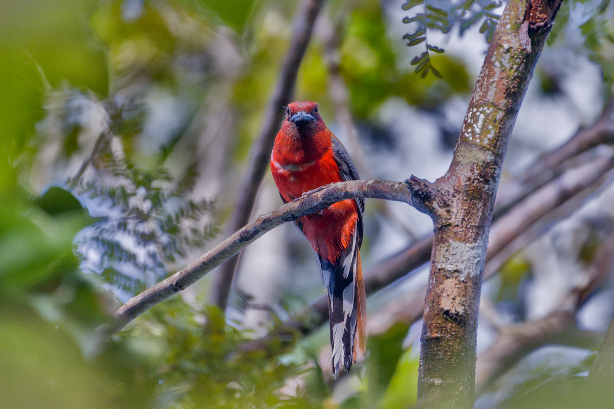 Red-headed Trogon - ML642139634