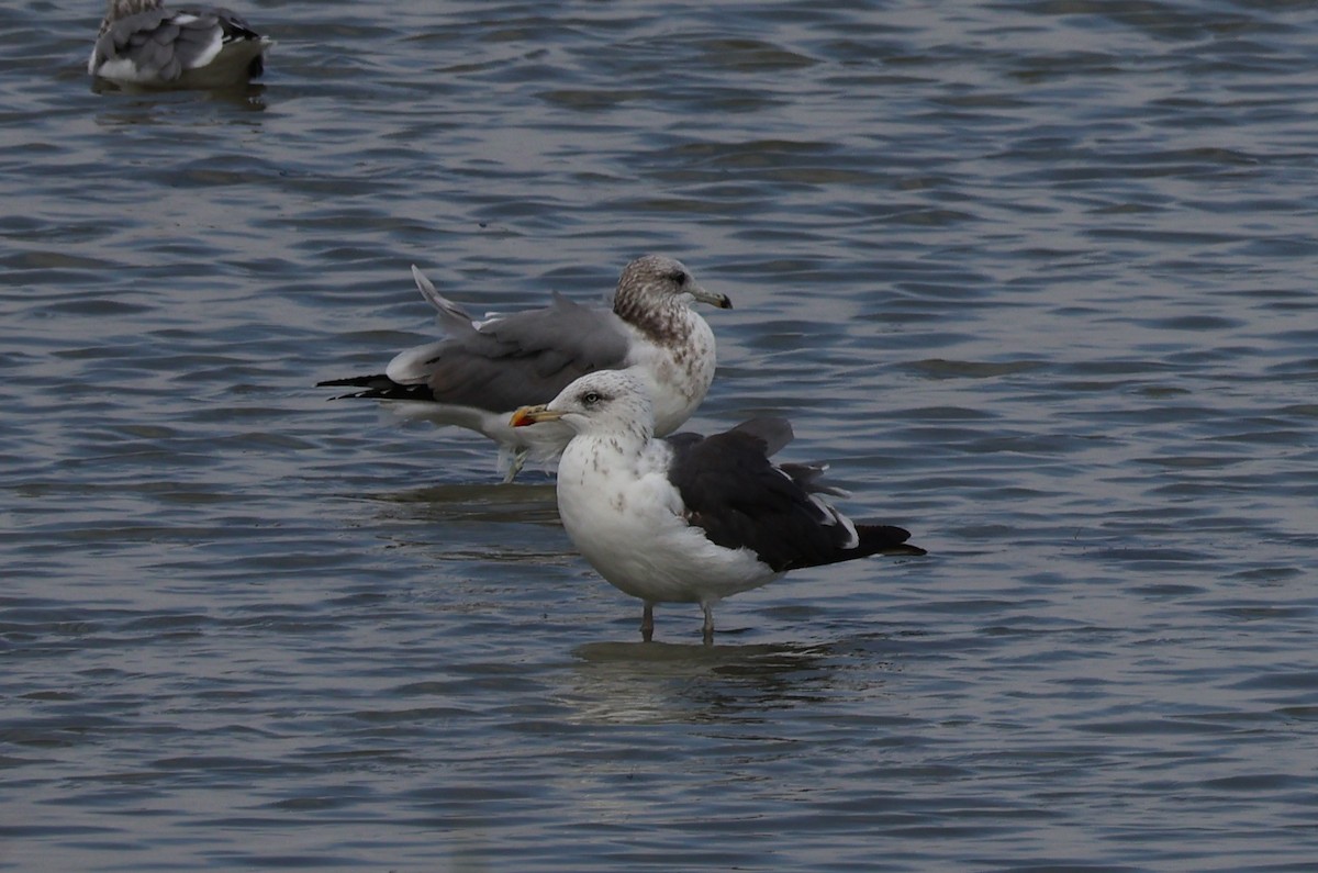 Heringsmöwe - ML642139656