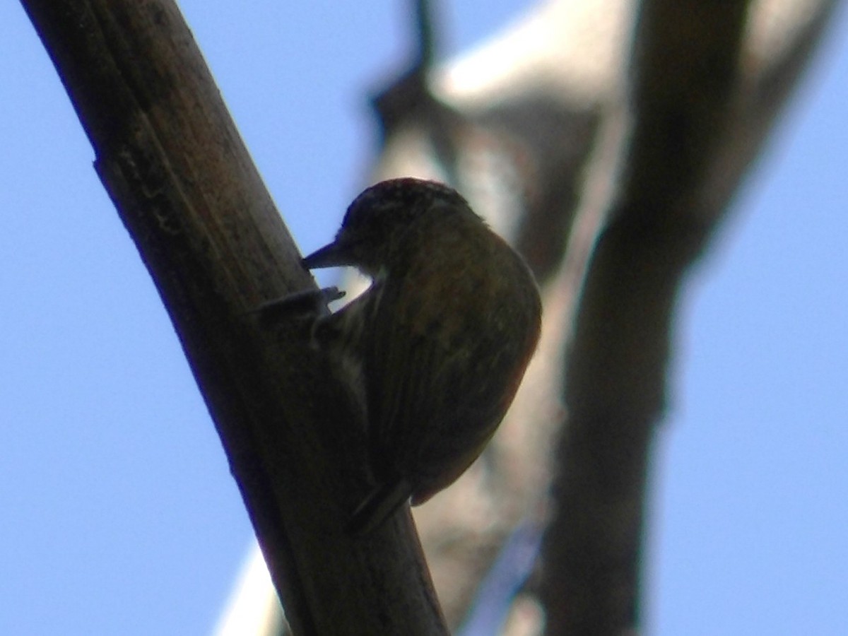 Bar-breasted Piculet - ML642139676