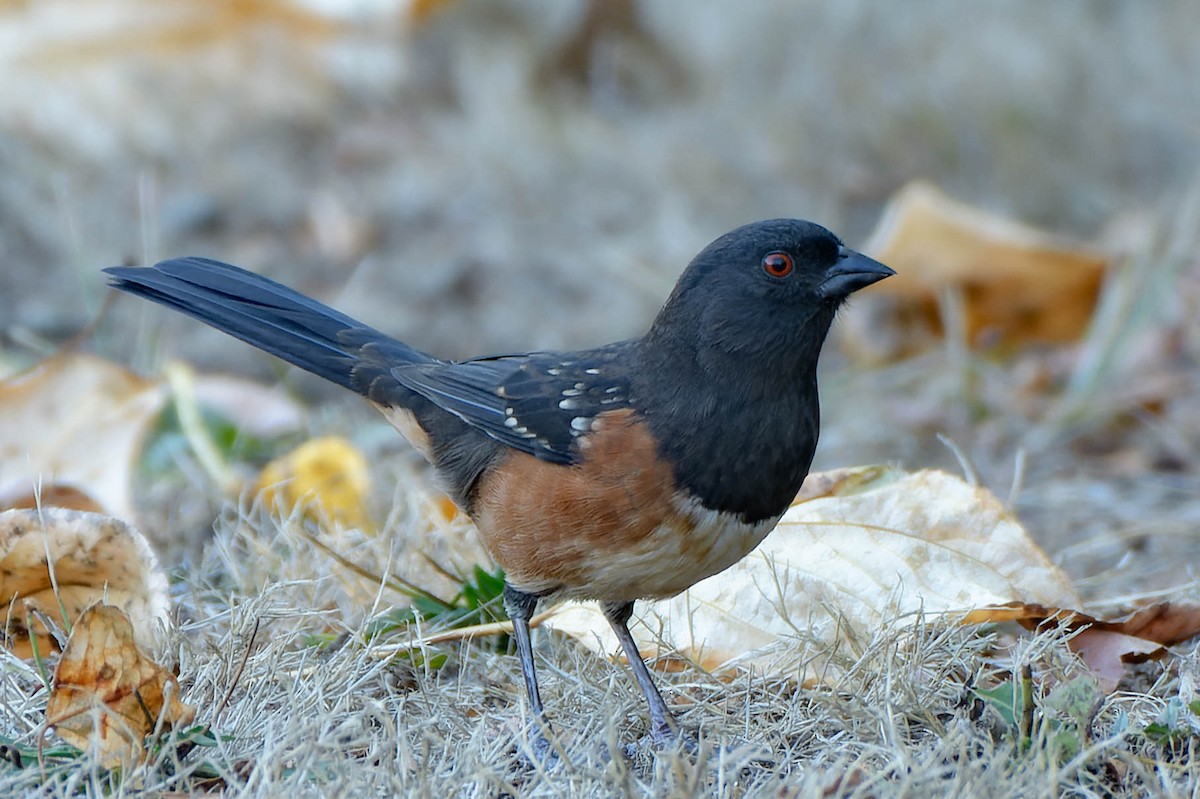 Spotted Towhee - ML642139677