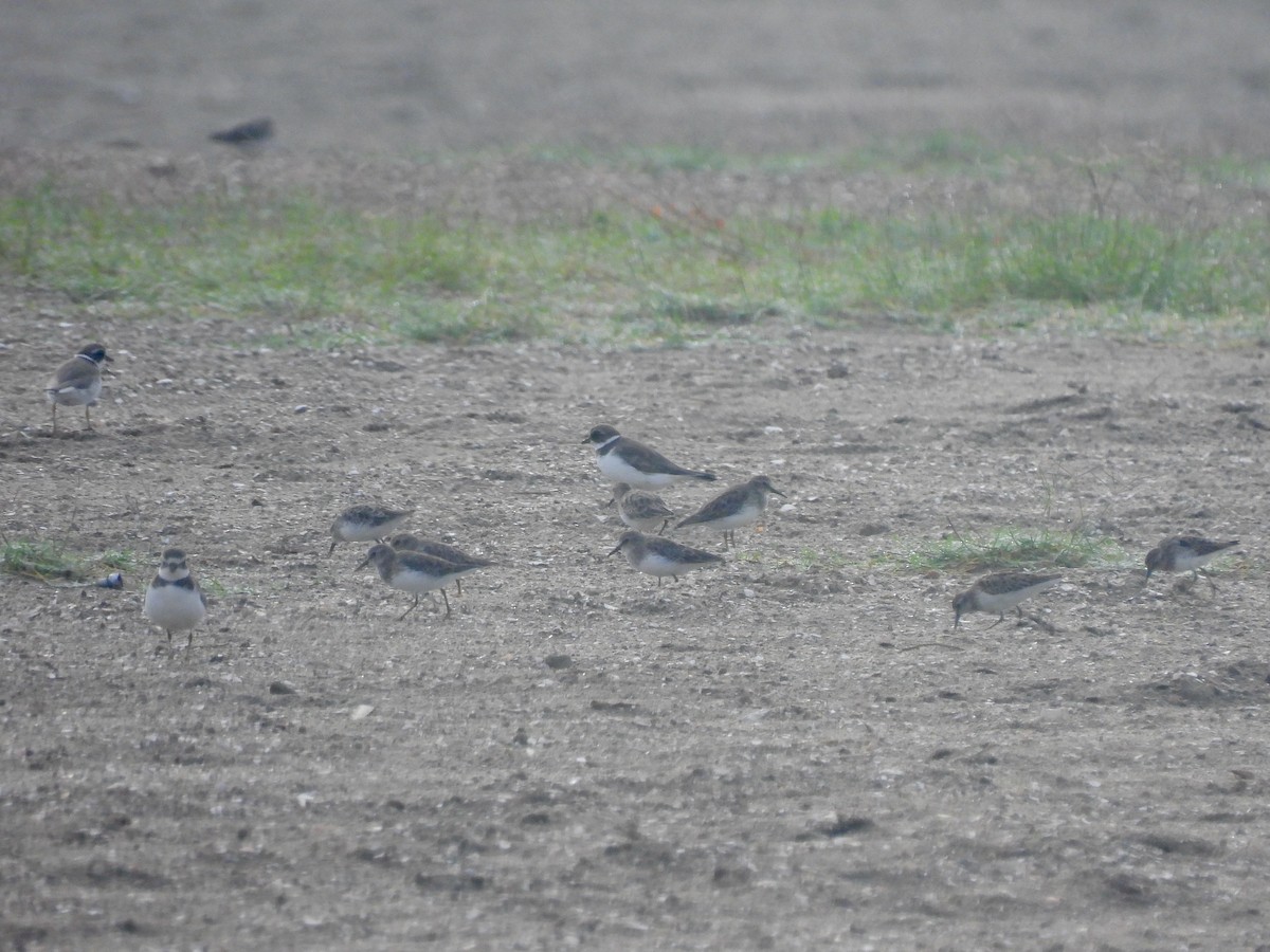 Semipalmated Plover - ML642139678