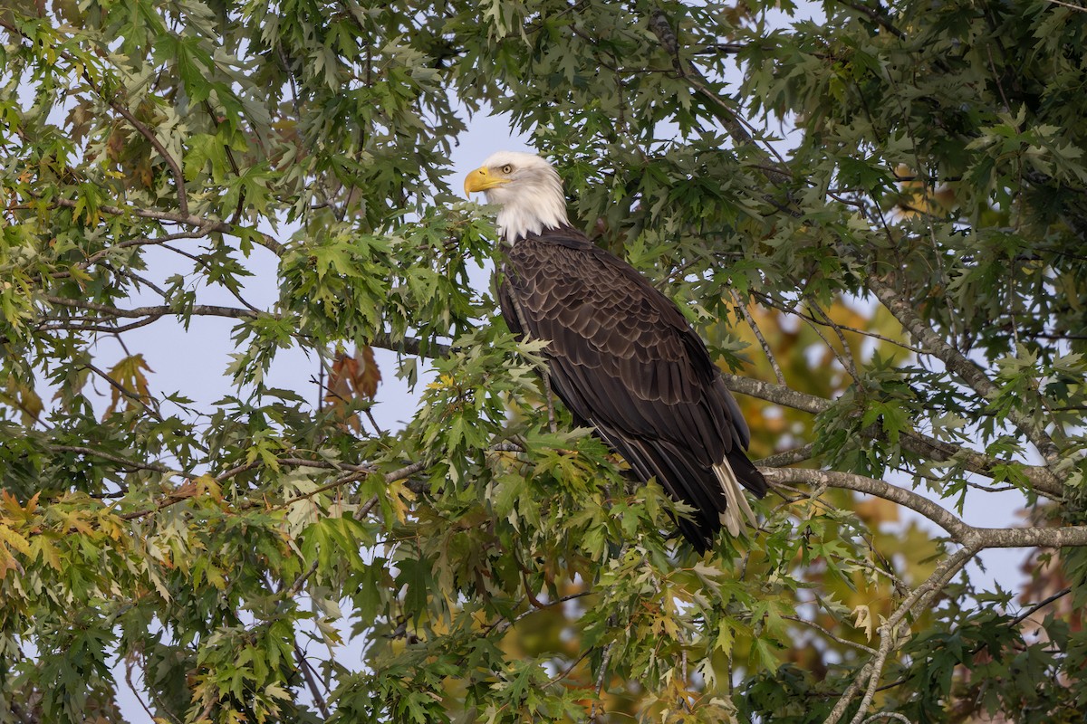 Bald Eagle - ML642139680