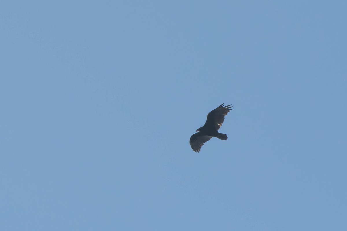 Turkey Vulture - ML642139684
