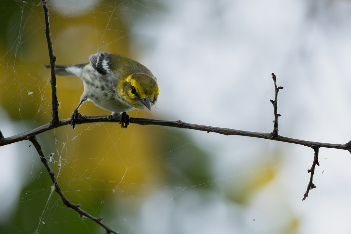 Black-throated Green Warbler - ML642139689