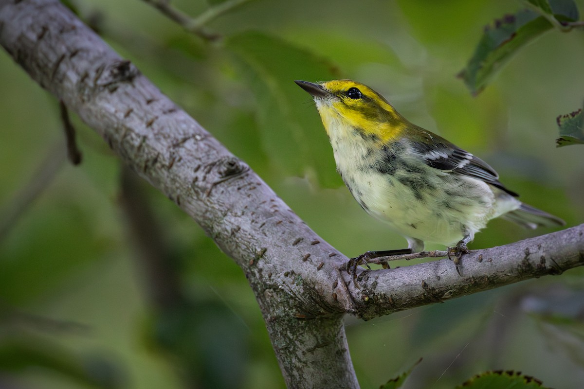 Black-throated Green Warbler - ML642139690