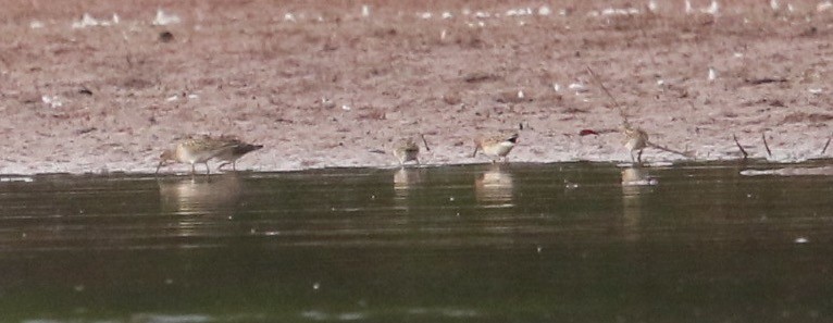 Pectoral Sandpiper - ML642139692