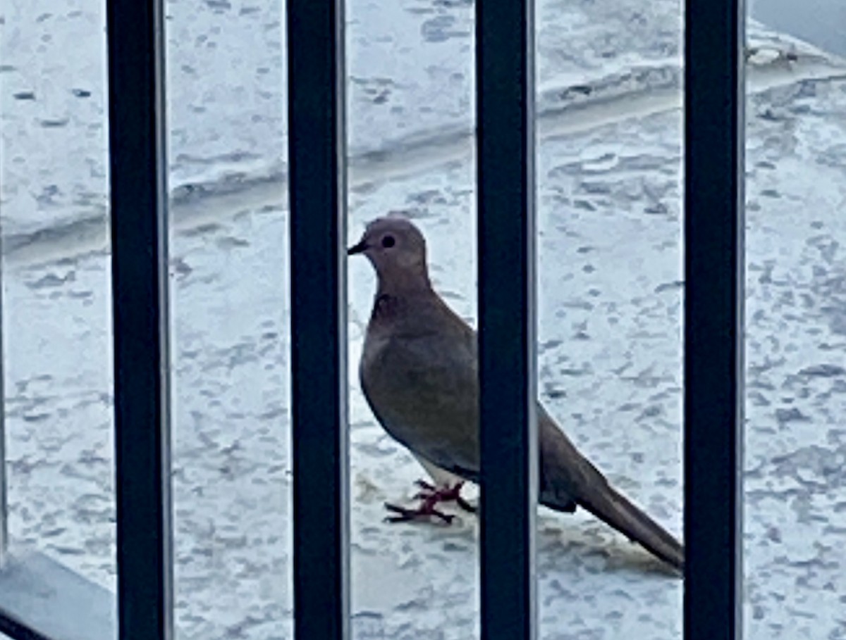 Laughing Dove - ML642139693