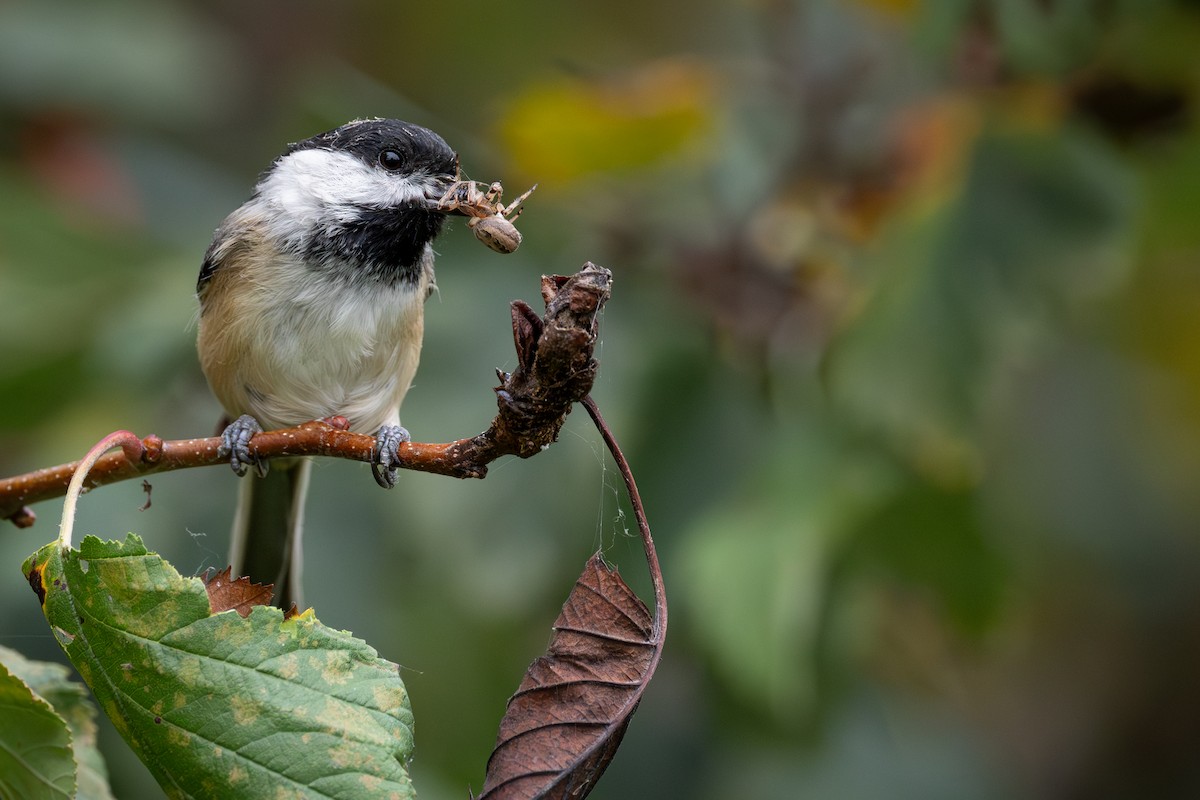 Black-capped Chickadee - ML642139694
