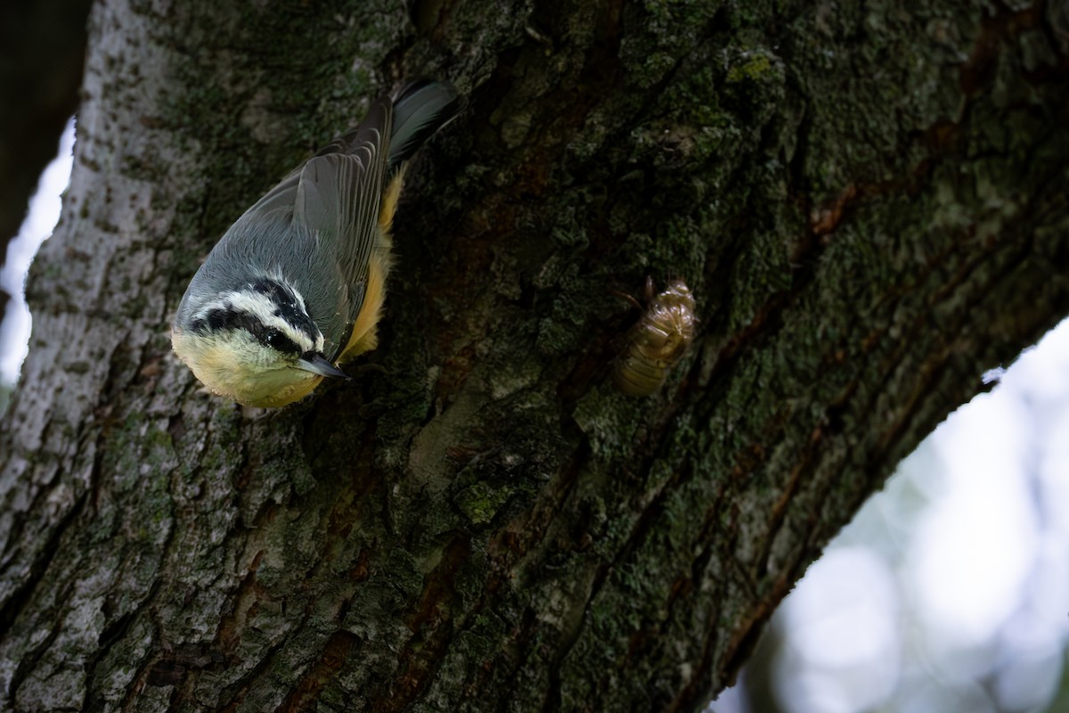 Red-breasted Nuthatch - ML642139699