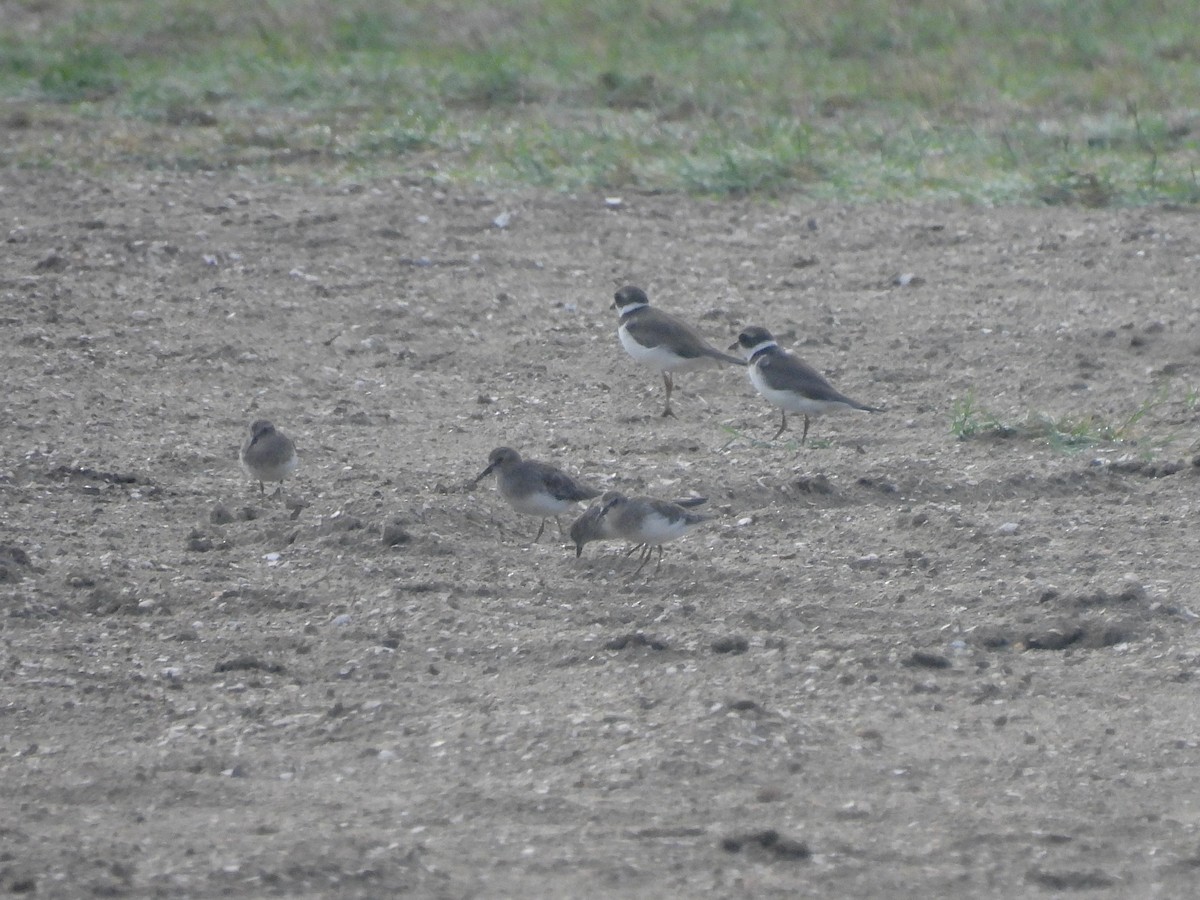 Semipalmated Plover - ML642139702