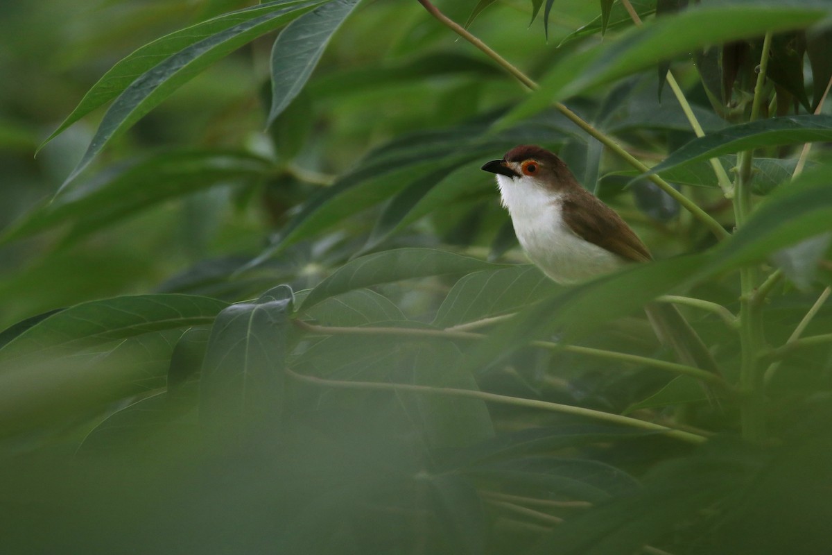 Yellow-eyed Babbler - ML642139704