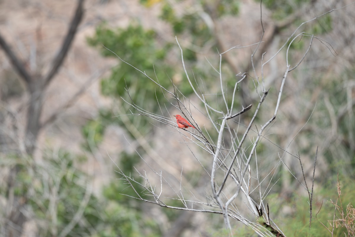 Summer Tanager - ML642139705