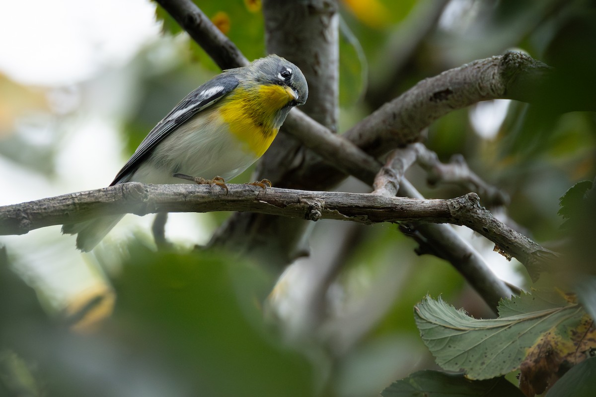 Northern Parula - ML642139706
