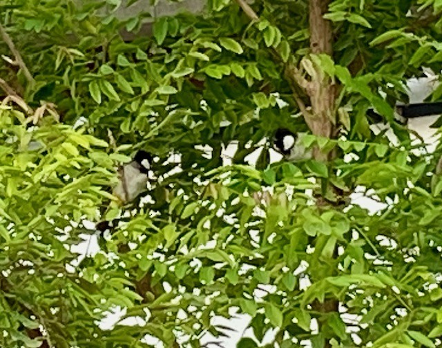 White-eared Bulbul - ML642139707