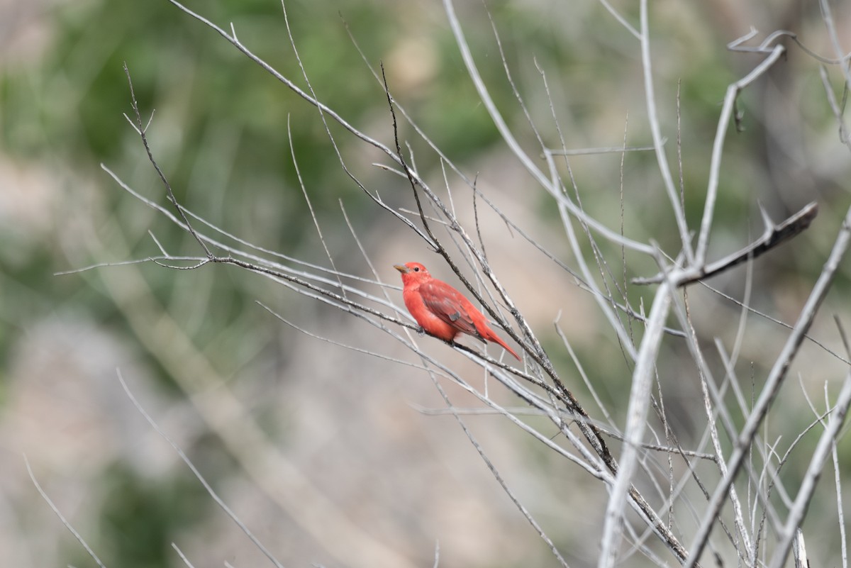 Summer Tanager - ML642139709