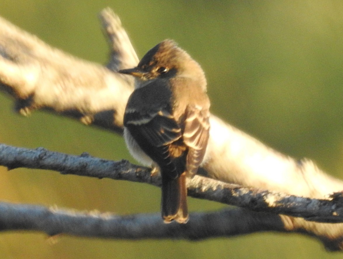 Western Wood-Pewee - ML642139738