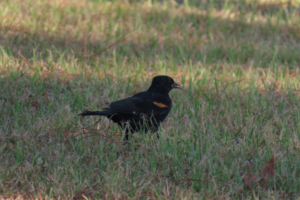 Red-winged Blackbird - ML642139740