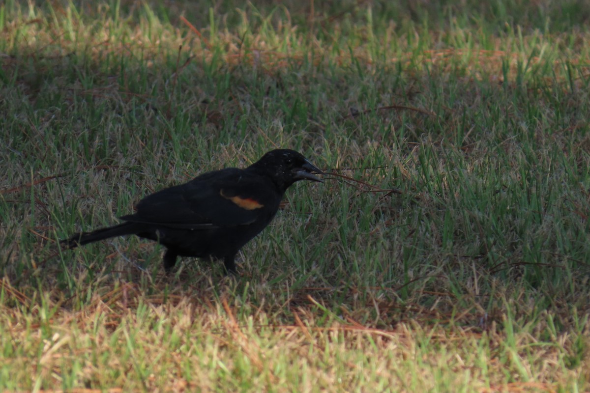 Red-winged Blackbird - ML642139741