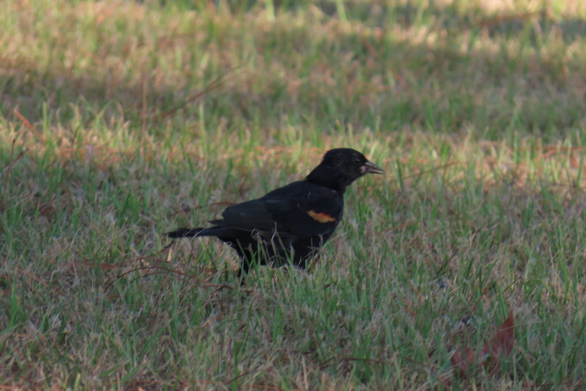 Red-winged Blackbird - ML642139742