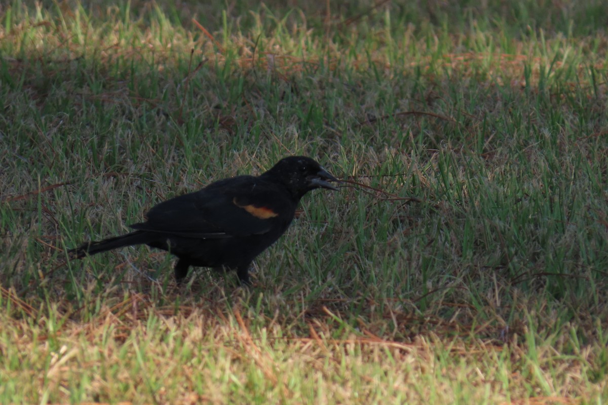 Red-winged Blackbird - ML642139743