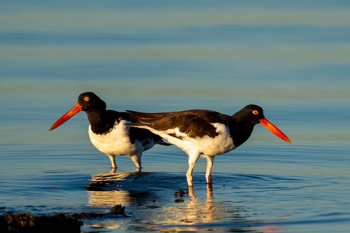 American Oystercatcher - ML642139745