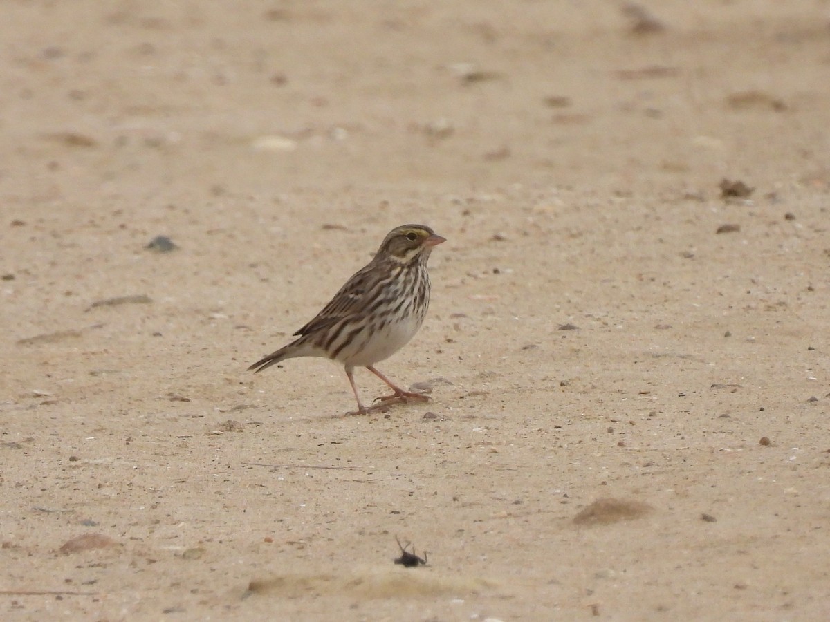 Savannah Sparrow - ML642139748