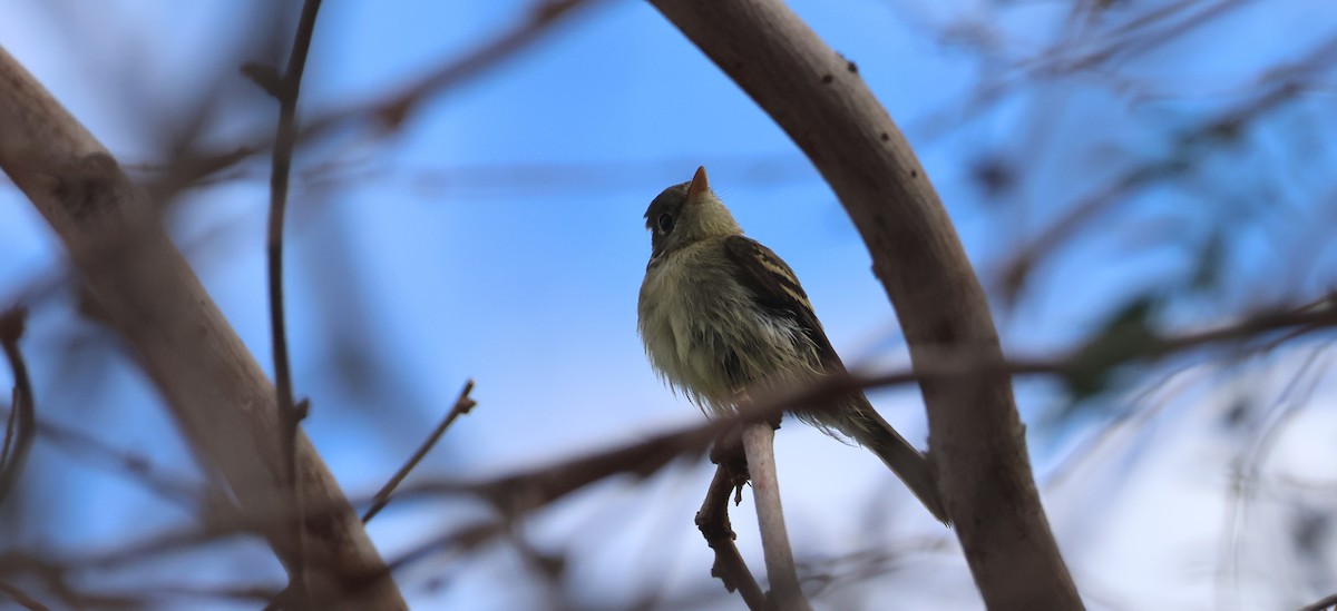 Western Flycatcher - ML642139752
