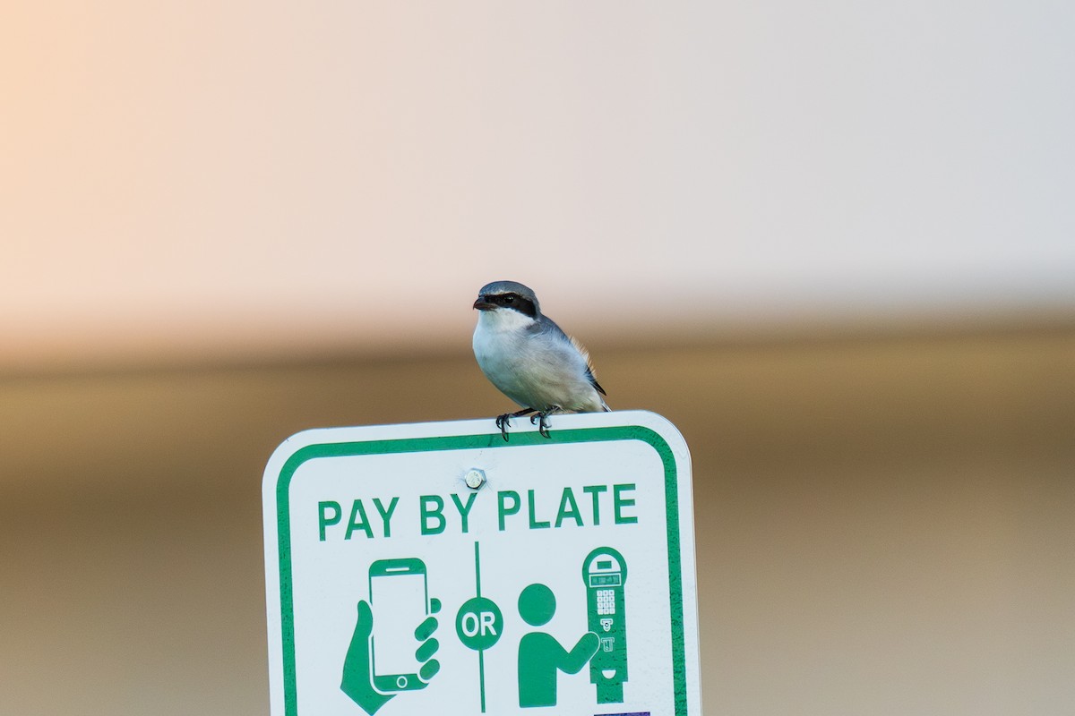 Loggerhead Shrike - ML642139754