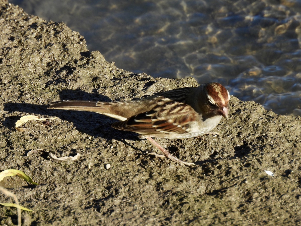 White-crowned Sparrow - ML642139757